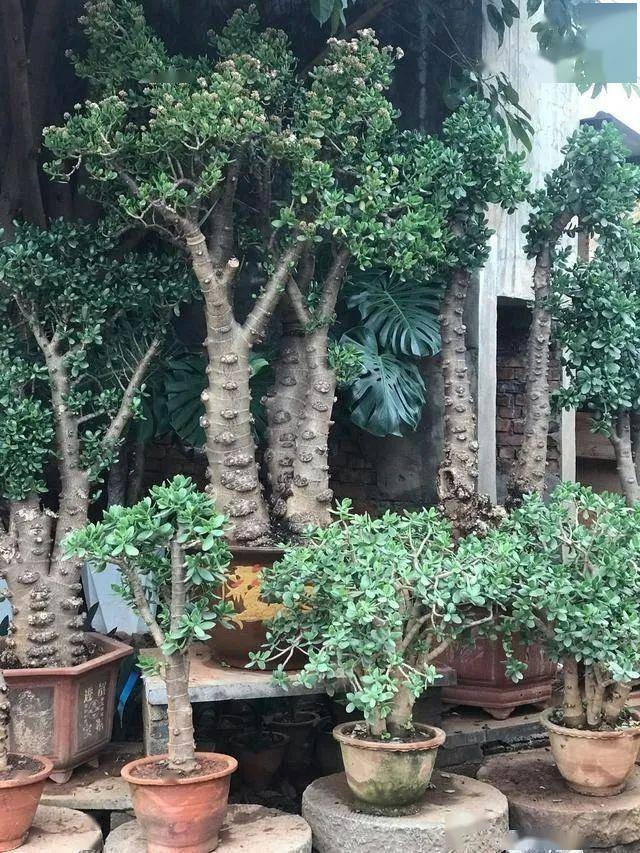 4 cây cảnh trường thọ, nở hoa rực rỡ, sống lâu trăm năm, trồng trong nhà ba đời phú quý - Ảnh 8.