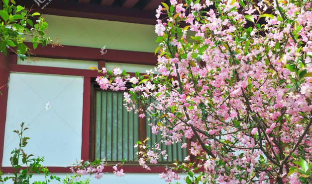 4 cây cảnh trường thọ, nở hoa rực rỡ, sống lâu trăm năm, trồng trong nhà ba đời phú quý - Ảnh 11.