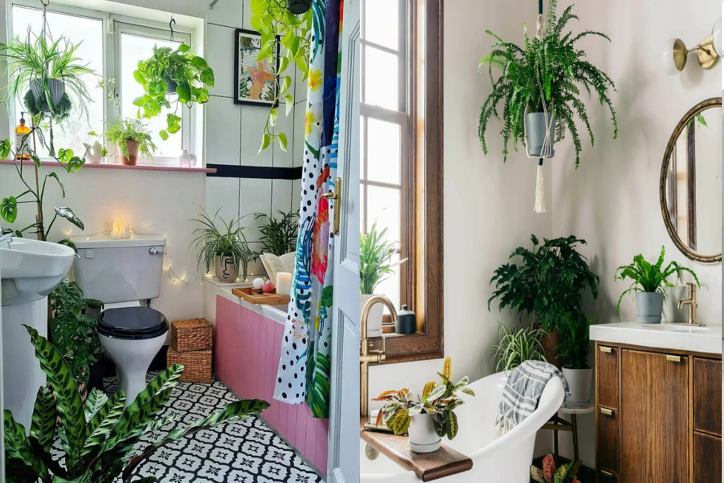 6 cây cảnh "đánh bay mùi hôi", trồng trong phòng tắm tươi đẹp, tốt cho sức khỏe - Ảnh 1.