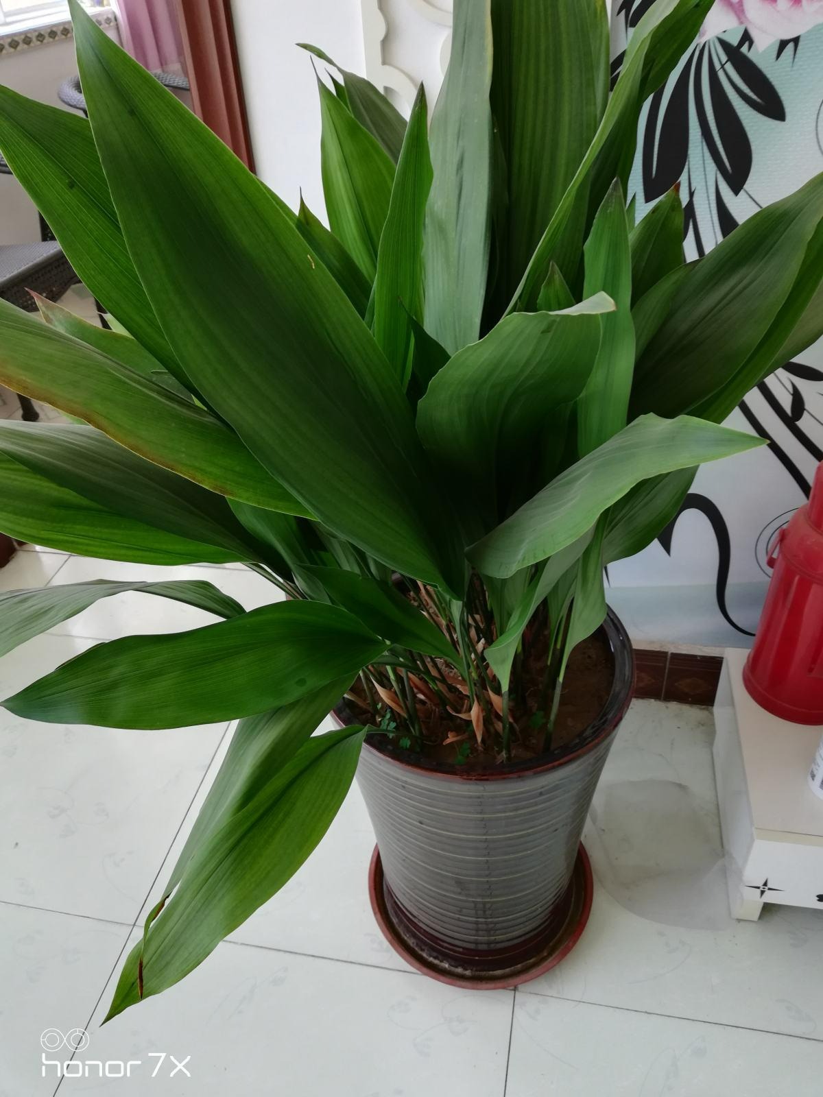 6 cây cảnh "đánh bay mùi hôi", trồng trong phòng tắm tươi đẹp, tốt cho sức khỏe - Ảnh 8.