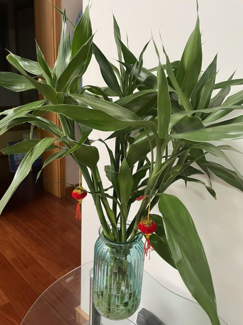 6 cây cảnh "đánh bay mùi hôi", trồng trong phòng tắm tươi đẹp, tốt cho sức khỏe - Ảnh 7.