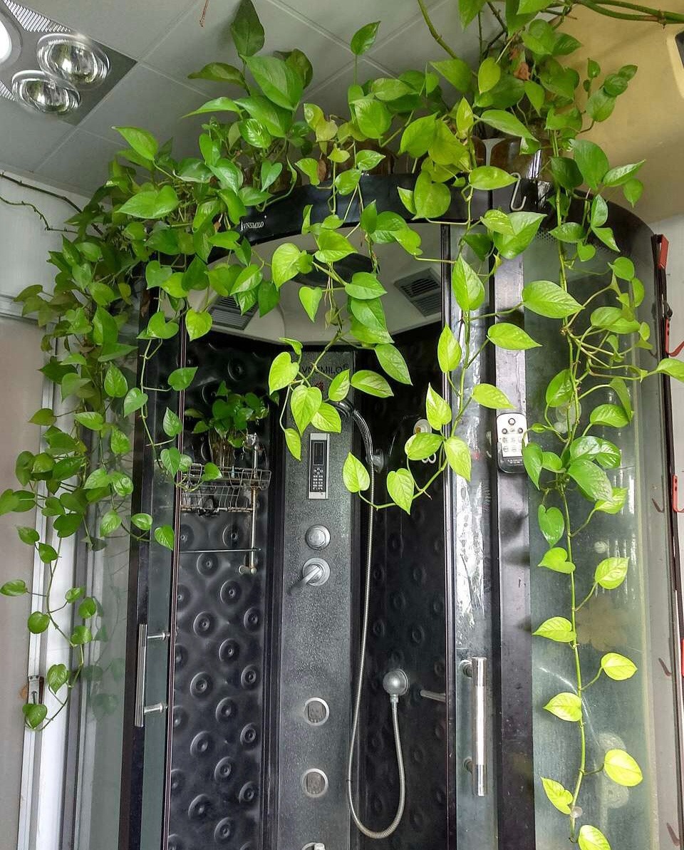 6 cây cảnh "đánh bay mùi hôi", trồng trong phòng tắm tươi đẹp, tốt cho sức khỏe - Ảnh 4.