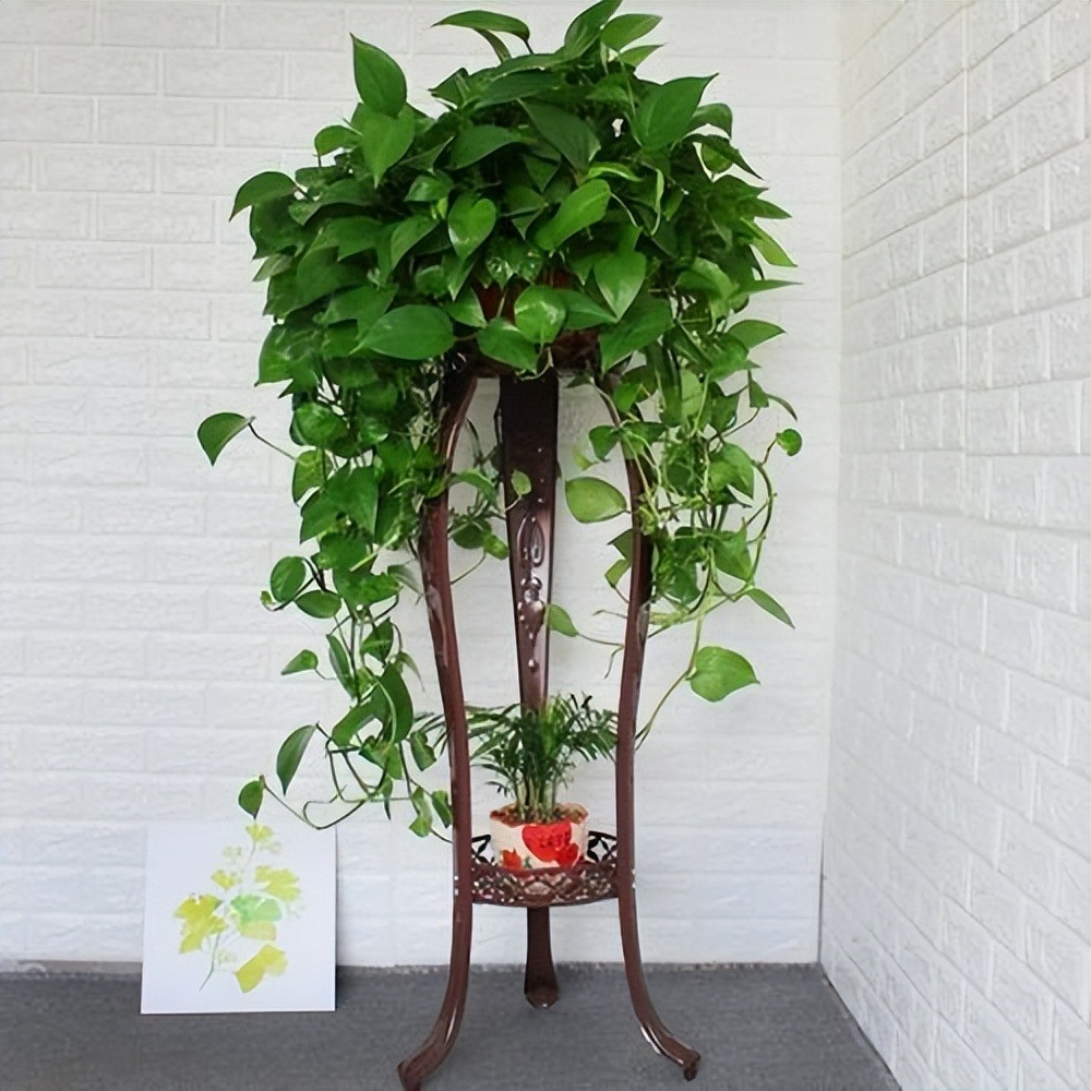 6 cây cảnh "đánh bay mùi hôi", trồng trong phòng tắm tươi đẹp, tốt cho sức khỏe - Ảnh 5.