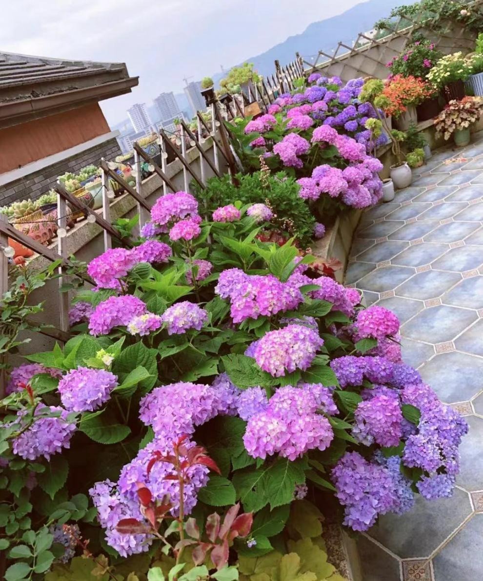 3 loại "thần dược" với cây cảnh có trong tủ thuốc của bạn, pha loãng tưới cho cây lá hoa nào cũng vượng - Ảnh 2.