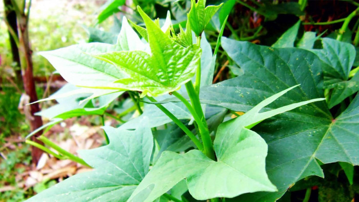 4 loại rau dại tưởng vứt đi lại chế biến thành món "đại bổ" - Ảnh 1.