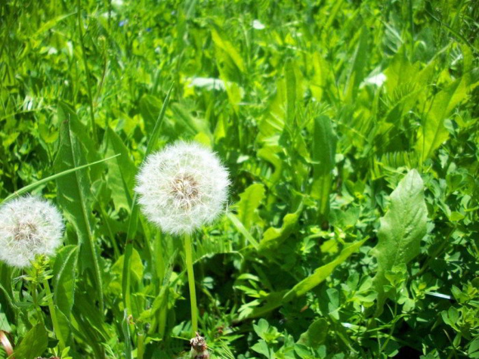 4 loại rau dại tưởng vứt đi lại chế biến thành món "đại bổ" - Ảnh 2.