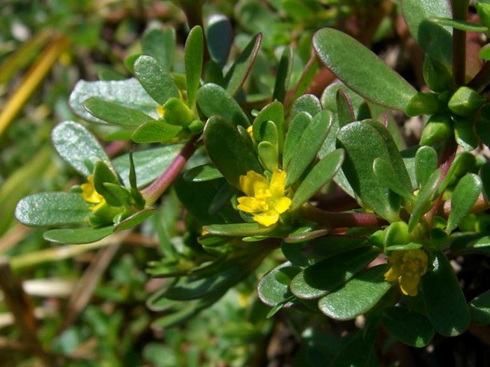 4 loại rau dại tưởng vứt đi lại chế biến thành món "đại bổ" - Ảnh 3.