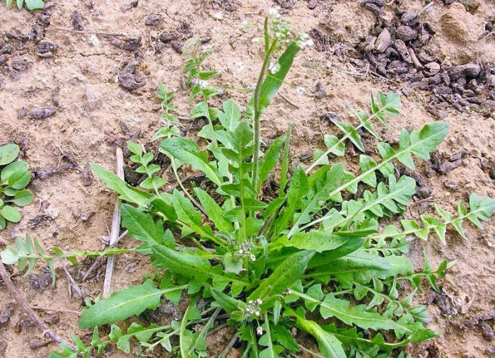 4 loại rau dại tưởng vứt đi lại chế biến thành món "đại bổ" - Ảnh 5.