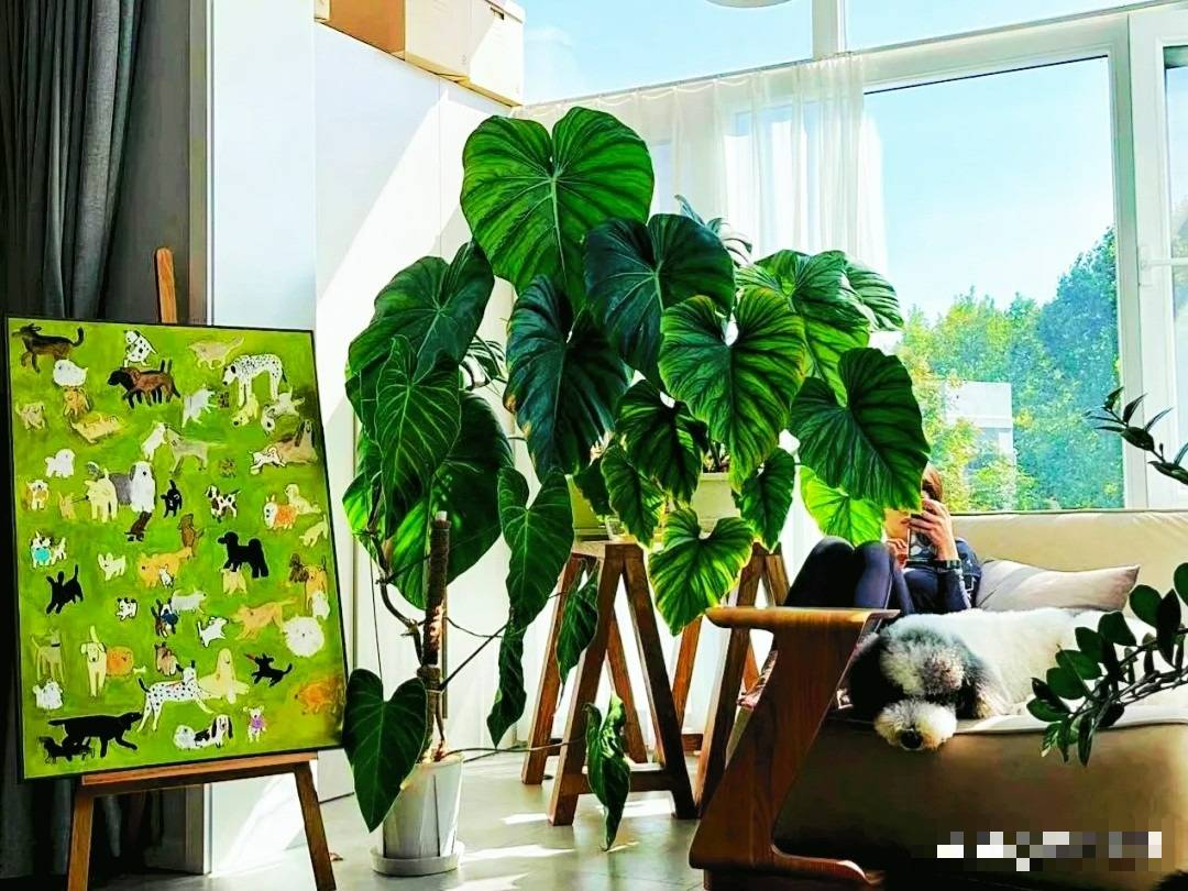 Người xưa nói: "Trồng cây cảnh trong phòng khách, gia đình không phú tất quý", có đúng không?  - Ảnh 7.