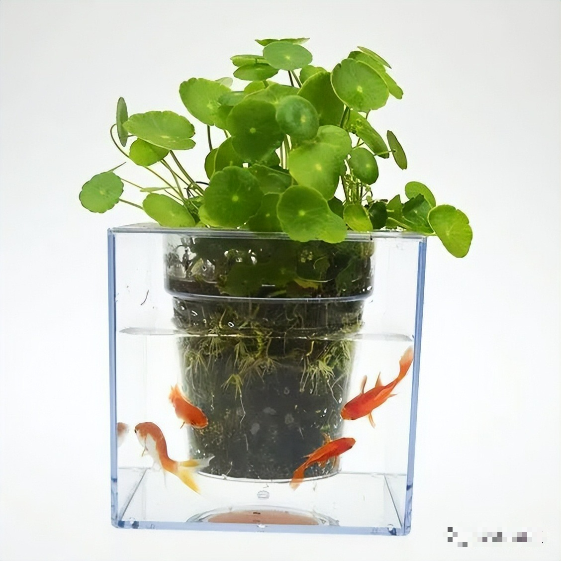 4 cây cảnh thủy canh, sạch sẽ, dễ trồng, bùng nổ trong nước, chiêu tài, hút lộc vào nhà - Ảnh 2.