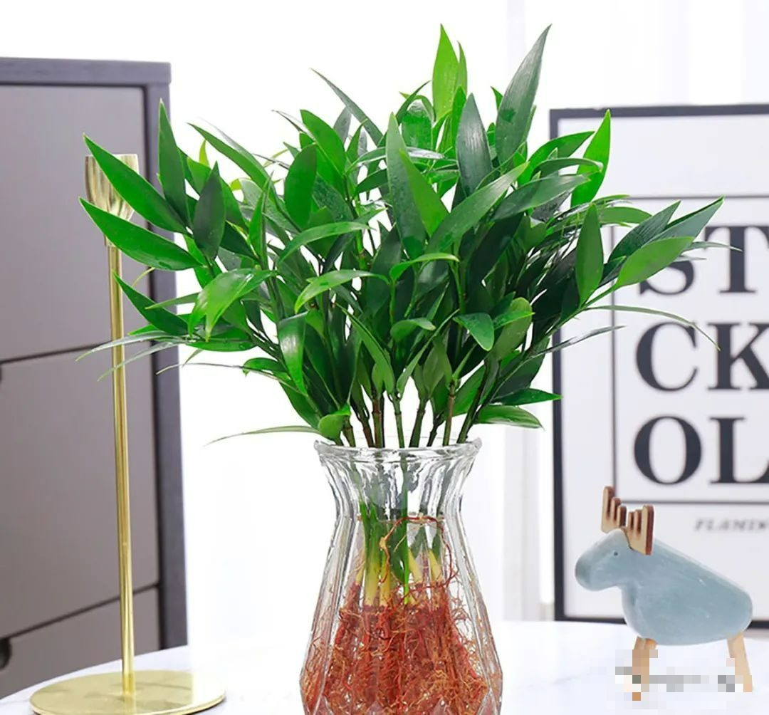 4 cây cảnh thủy canh, sạch sẽ, dễ trồng, bùng nổ trong nước, chiêu tài, hút lộc vào nhà - Ảnh 4.