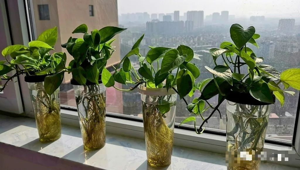 4 cây cảnh thủy canh, sạch sẽ, dễ trồng, bùng nổ trong nước, chiêu tài, hút lộc vào nhà - Ảnh 8.