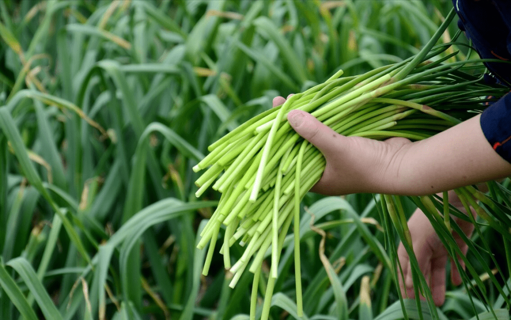 Loại rau là "kháng sinh tự nhiên", bổ gan, hạ huyết áp, nhiều người không biết ăn, làm bánh, xào thịt đều ngon - Ảnh 1.