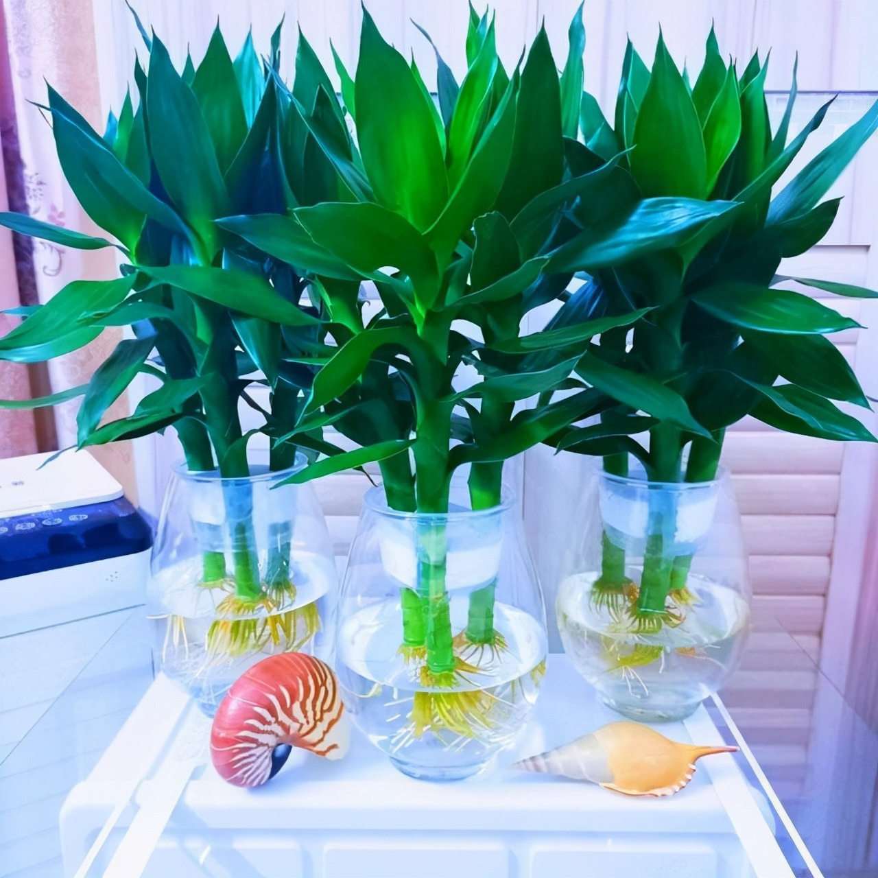 4 cây cảnh thủy canh, sạch sẽ, dễ trồng, bùng nổ trong nước, chiêu tài, hút lộc vào nhà - Ảnh 3.