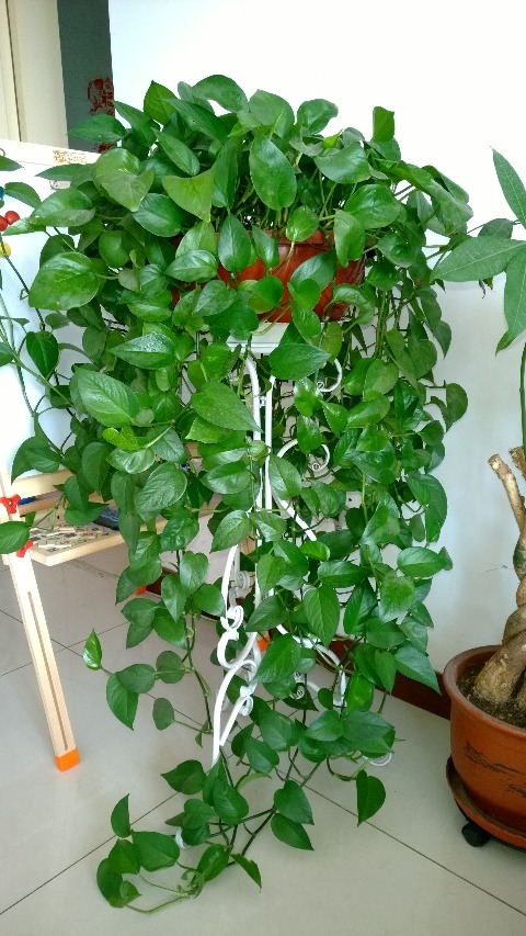 4 cây cảnh thủy canh, sạch sẽ, dễ trồng, bùng nổ trong nước, chiêu tài, hút lộc vào nhà - Ảnh 7.