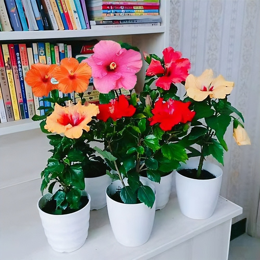 5 cây cảnh ra hoa tuyệt đẹp thích hợp để khai hè, nở hoa nửa năm, bùng nổ rực rỡ - Ảnh 9.