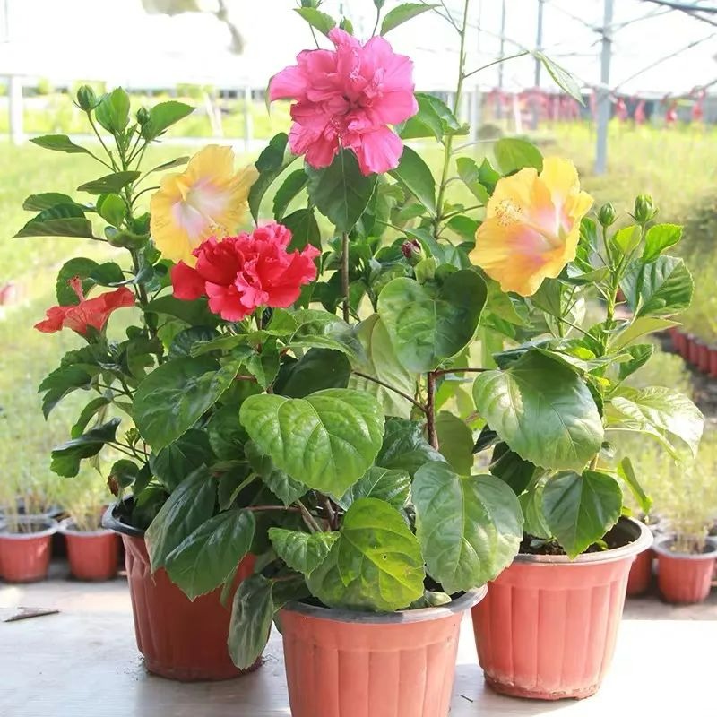 5 cây cảnh ra hoa tuyệt đẹp thích hợp để khai hè, nở hoa nửa năm, bùng nổ rực rỡ - Ảnh 10.