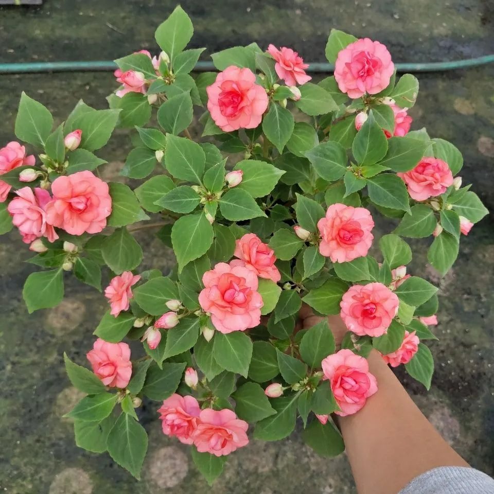 5 cây cảnh ra hoa tuyệt đẹp thích hợp để khai hè, nở hoa nửa năm, bùng nổ rực rỡ - Ảnh 5.