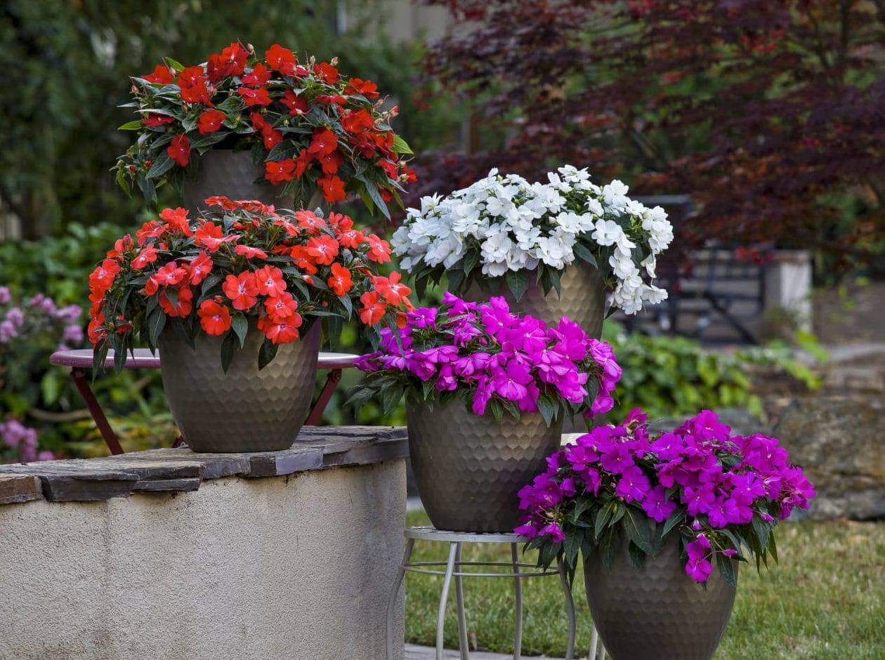 5 cây cảnh ra hoa tuyệt đẹp thích hợp để khai hè, nở hoa nửa năm, bùng nổ rực rỡ - Ảnh 7.