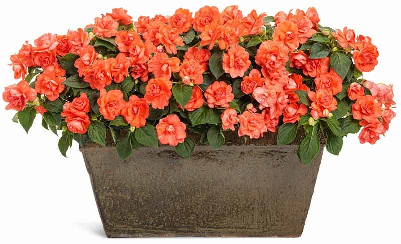 5 cây cảnh ra hoa tuyệt đẹp thích hợp để khai hè, nở hoa nửa năm, bùng nổ rực rỡ - Ảnh 8.