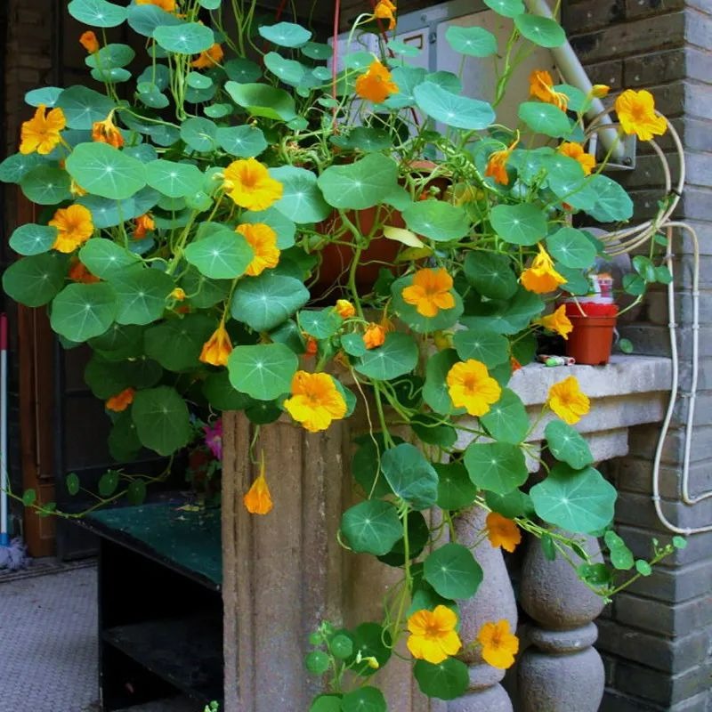 5 cây cảnh ra hoa tuyệt đẹp thích hợp để khai hè, nở hoa nửa năm, bùng nổ rực rỡ - Ảnh 1.