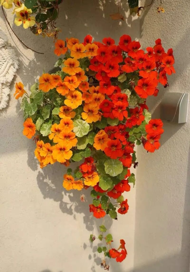 5 cây cảnh ra hoa tuyệt đẹp thích hợp để khai hè, nở hoa nửa năm, bùng nổ rực rỡ - Ảnh 2.