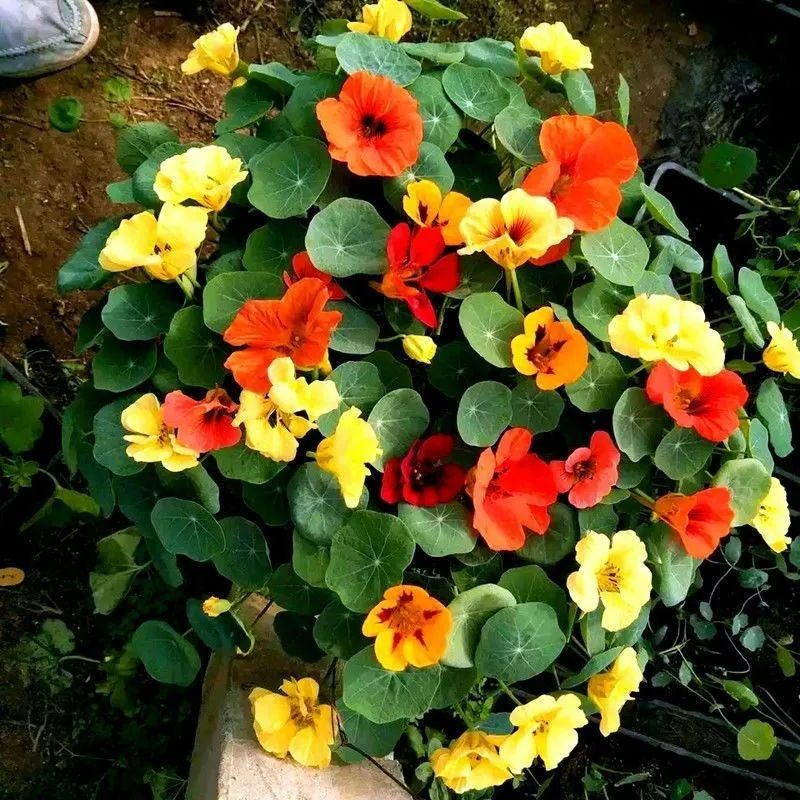 5 cây cảnh ra hoa tuyệt đẹp thích hợp để khai hè, nở hoa nửa năm, bùng nổ rực rỡ - Ảnh 4.