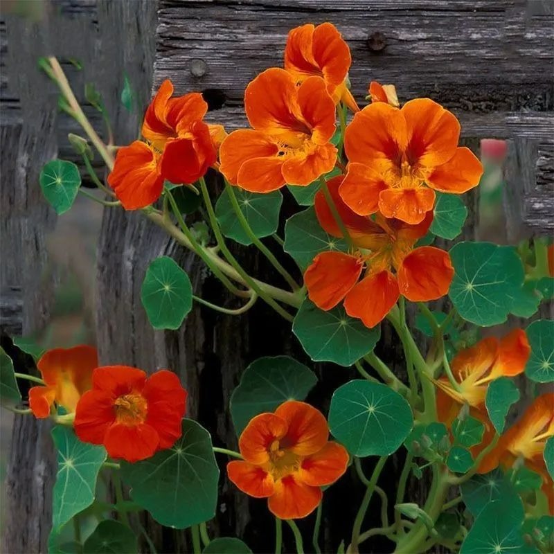 5 cây cảnh ra hoa tuyệt đẹp thích hợp để khai hè, nở hoa nửa năm, bùng nổ rực rỡ - Ảnh 3.