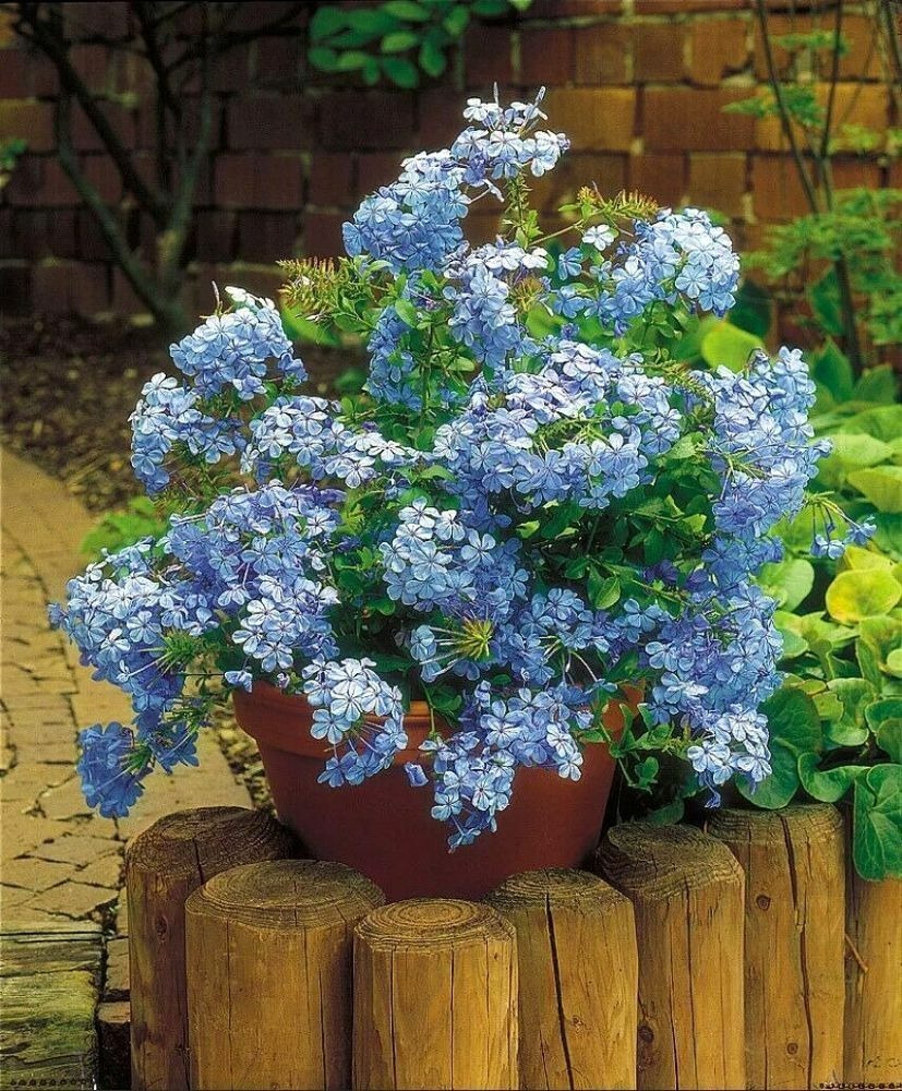 5 cây cảnh ra hoa tuyệt đẹp thích hợp để khai hè, nở hoa nửa năm, bùng nổ rực rỡ - Ảnh 12.