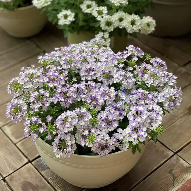 5 cây cảnh ra hoa tuyệt đẹp thích hợp để khai hè, nở hoa nửa năm, bùng nổ rực rỡ - Ảnh 15.