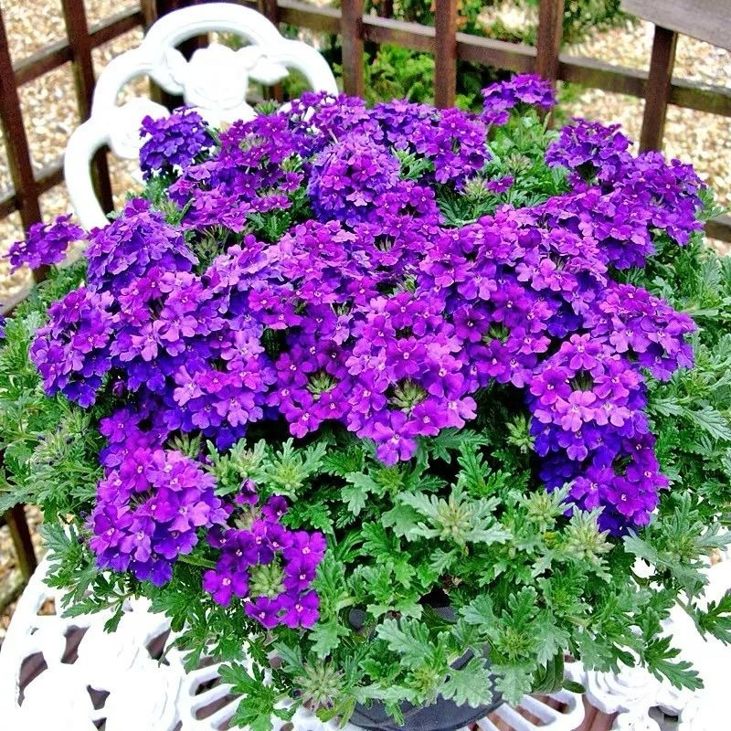 5 cây cảnh ra hoa tuyệt đẹp thích hợp để khai hè, nở hoa nửa năm, bùng nổ rực rỡ - Ảnh 14.