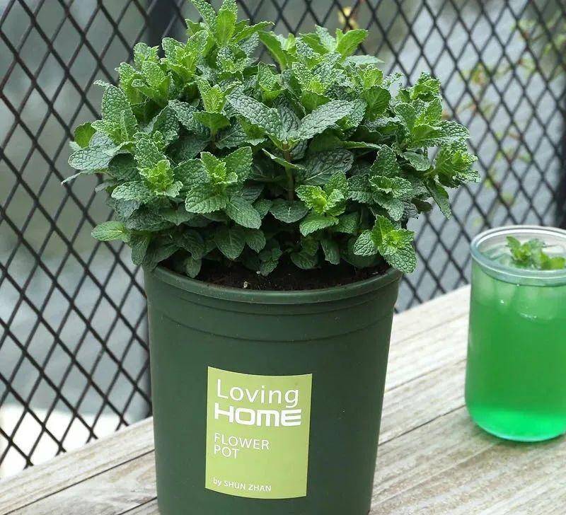 Người xưa dặn: "Trồng hoa 1 năm, dưỡng người cả đời", 7 cây cảnh dùng pha trà, uống vào khỏi bệnh tật, tai ách - Ảnh 9.