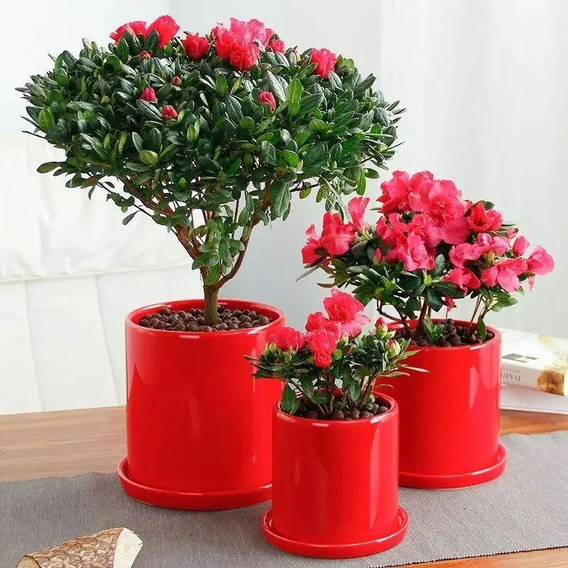 Người xưa dặn: "Trồng hoa 1 năm, dưỡng người cả đời", 7 cây cảnh dùng pha trà, uống vào khỏi bệnh tật, tai ách - Ảnh 15.