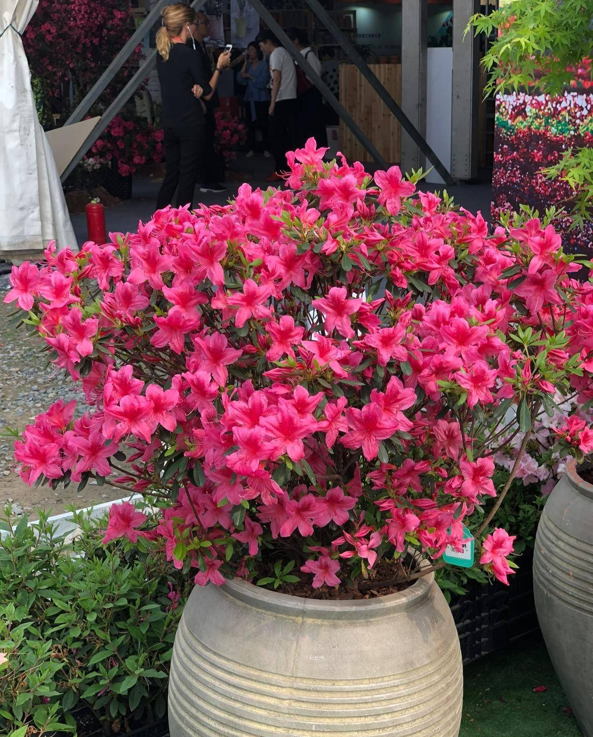 Người xưa dặn: "Trồng hoa 1 năm, dưỡng người cả đời", 7 cây cảnh dùng pha trà, uống vào khỏi bệnh tật, tai ách - Ảnh 16.