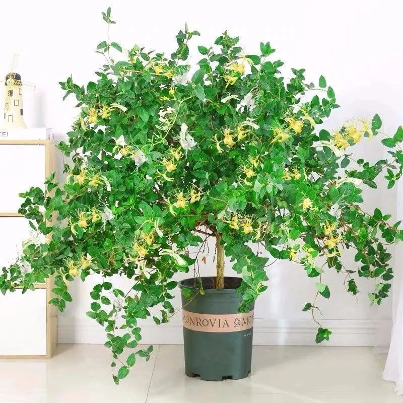 Người xưa dặn: "Trồng hoa 1 năm, dưỡng người cả đời", 7 cây cảnh dùng pha trà, uống vào khỏi bệnh tật, tai ách - Ảnh 13.