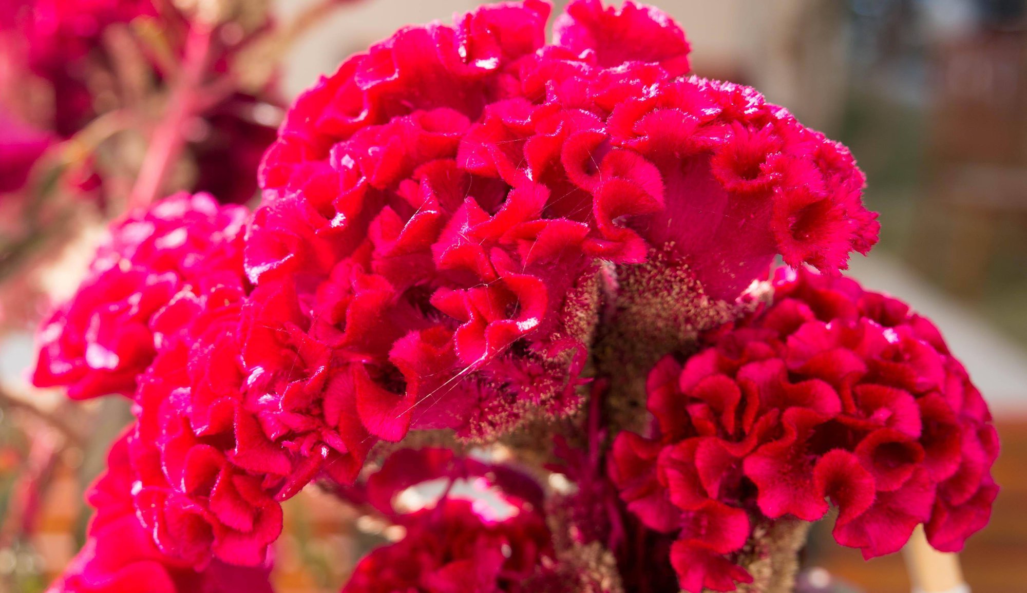 Người xưa dặn: "Trồng hoa 1 năm, dưỡng người cả đời", 7 cây cảnh dùng pha trà, uống vào khỏi bệnh tật, tai ách - Ảnh 3.