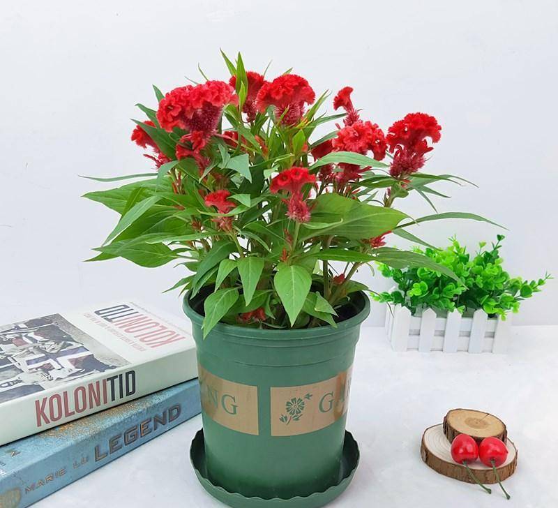 Người xưa dặn: "Trồng hoa 1 năm, dưỡng người cả đời", 7 cây cảnh dùng pha trà, uống vào khỏi bệnh tật, tai ách - Ảnh 2.