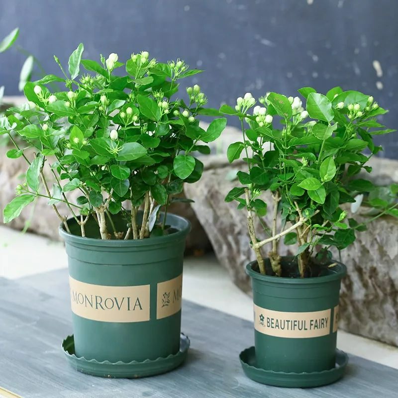 Người xưa dặn: "Trồng hoa 1 năm, dưỡng người cả đời", 7 cây cảnh dùng pha trà, uống vào khỏi bệnh tật, tai ách - Ảnh 5.