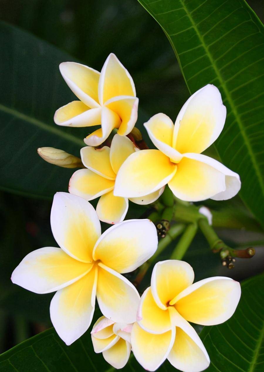 Người xưa dặn: "Trồng hoa 1 năm, dưỡng người cả đời", 7 cây cảnh dùng pha trà, uống vào khỏi bệnh tật, tai ách - Ảnh 8.