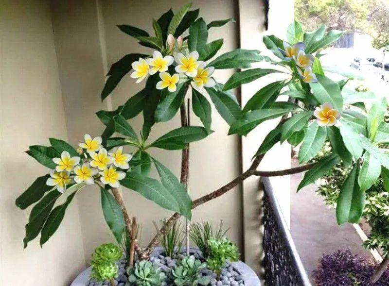 Người xưa dặn: "Trồng hoa 1 năm, dưỡng người cả đời", 7 cây cảnh dùng pha trà, uống vào khỏi bệnh tật, tai ách - Ảnh 7.