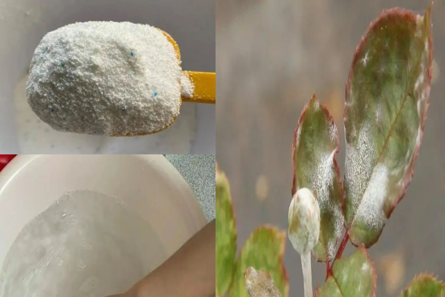 "Cao nhân" dạy: Phun 4 loại nước thần kỳ vào cây cảnh, sâu bọ nào cũng "chạy mất dép", rẻ tiền, sạch nhà - Ảnh 2.