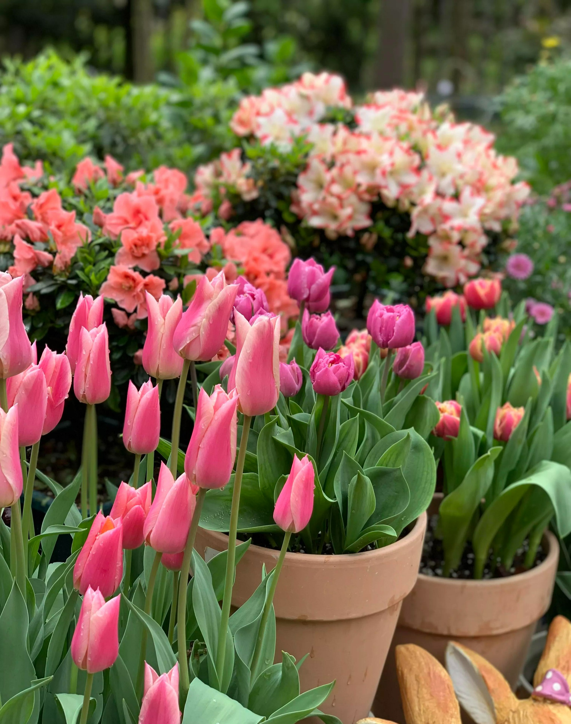 "Cao nhân" dạy: Phun 4 loại nước thần kỳ vào cây cảnh, sâu bọ nào cũng "chạy mất dép", rẻ tiền, sạch nhà - Ảnh 3.