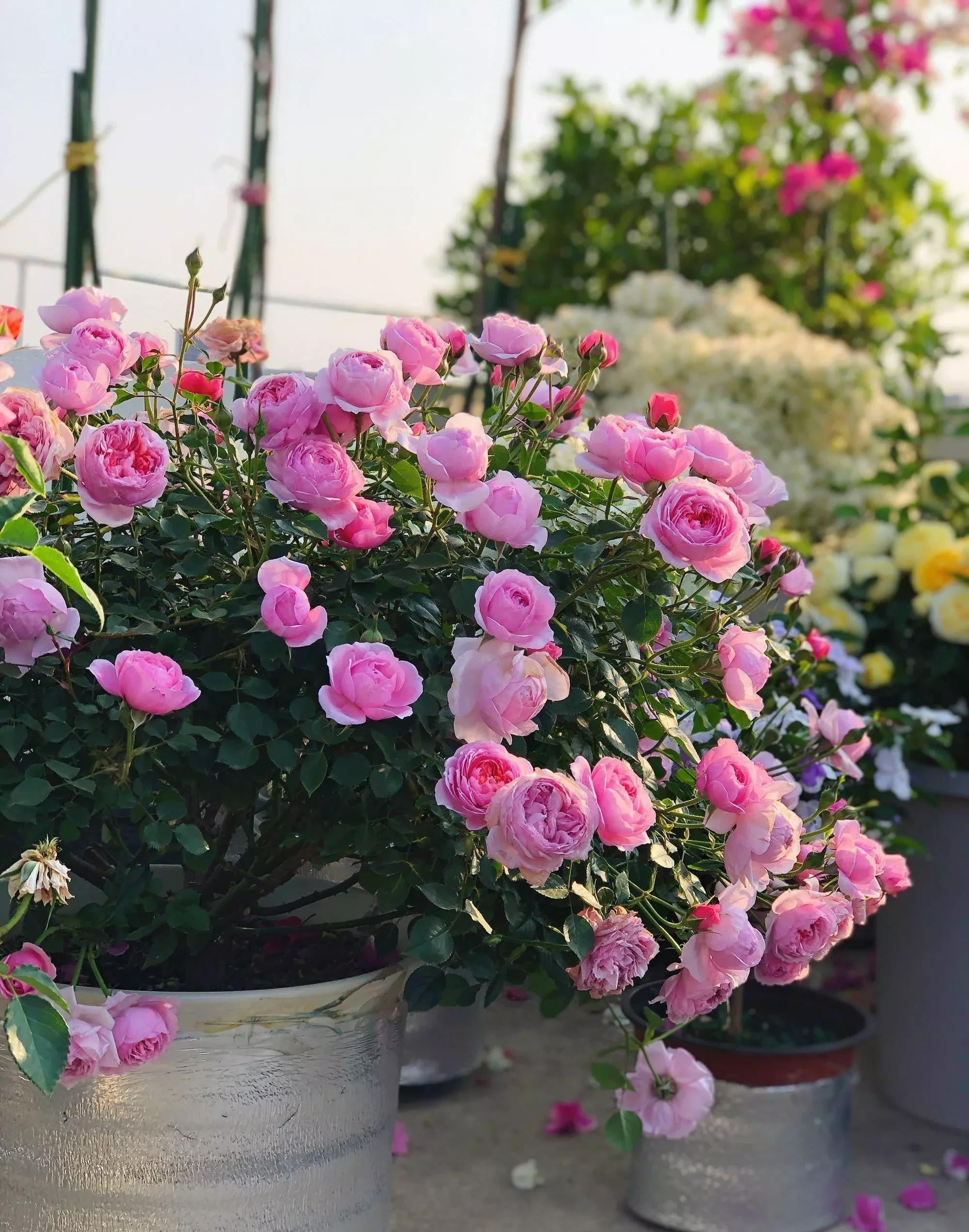 "Cao nhân" dạy: Phun 4 loại nước thần kỳ vào cây cảnh, sâu bọ nào cũng "chạy mất dép", rẻ tiền, sạch nhà - Ảnh 4.