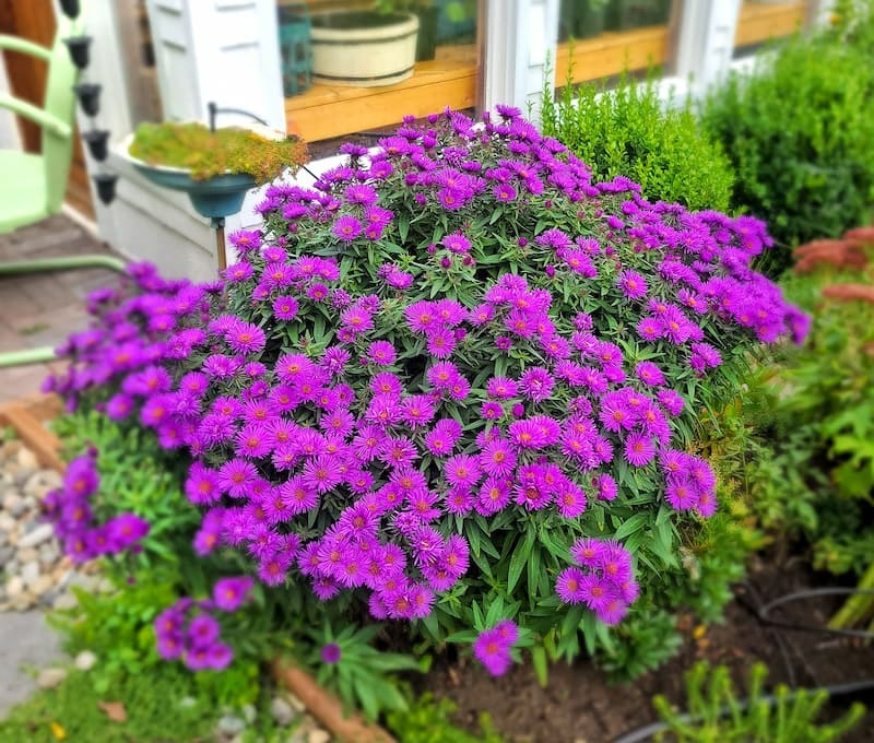 "Cao nhân" dạy: Phun 4 loại nước thần kỳ vào cây cảnh, sâu bọ nào cũng "chạy mất dép", rẻ tiền, sạch nhà - Ảnh 5.