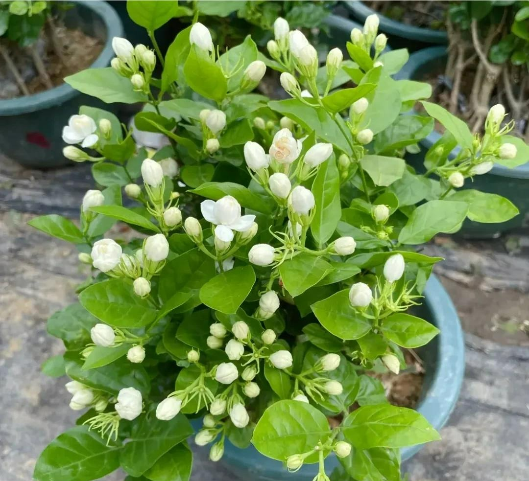 Người thông minh thích trồng 5 cây cảnh "thôi miên" này trong phòng ngủ, đảm bảo ngủ ngon, mơ đẹp - Ảnh 9.