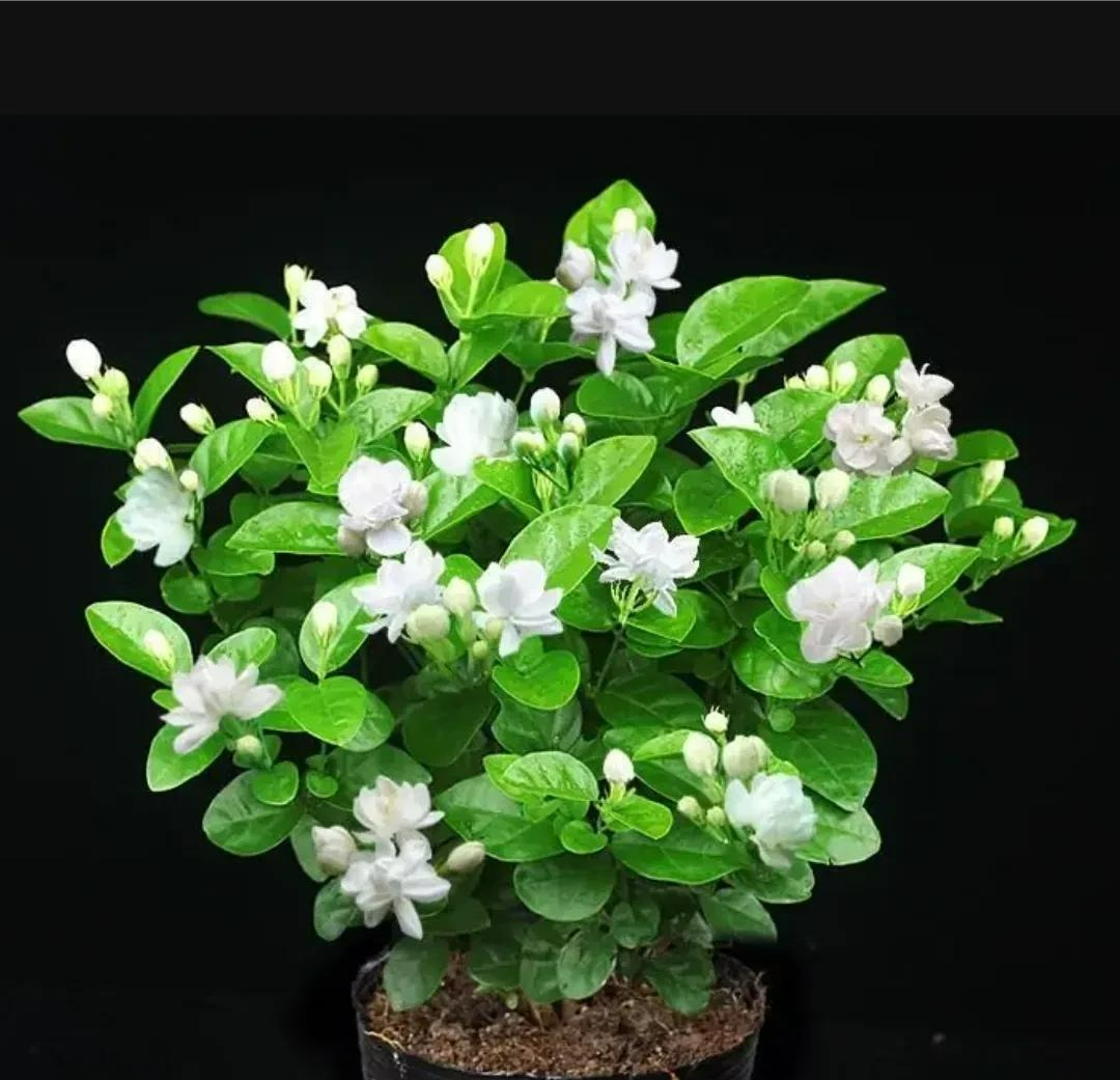 Người thông minh thích trồng 5 cây cảnh "thôi miên" này trong phòng ngủ, đảm bảo ngủ ngon, mơ đẹp - Ảnh 10.