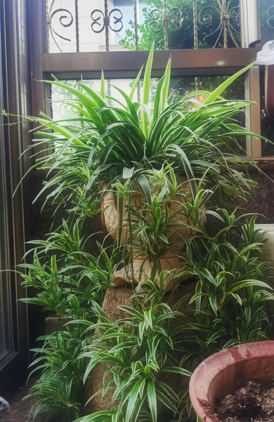 Người thông minh thích trồng 5 cây cảnh "thôi miên" này trong phòng ngủ, đảm bảo ngủ ngon, mơ đẹp - Ảnh 7.