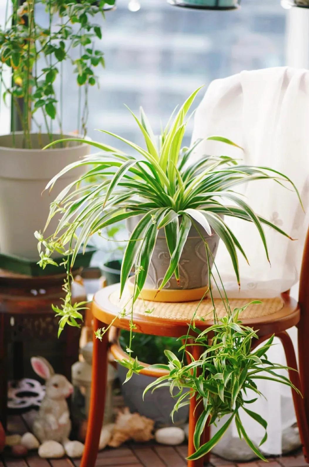 Người thông minh thích trồng 5 cây cảnh "thôi miên" này trong phòng ngủ, đảm bảo ngủ ngon, mơ đẹp - Ảnh 8.