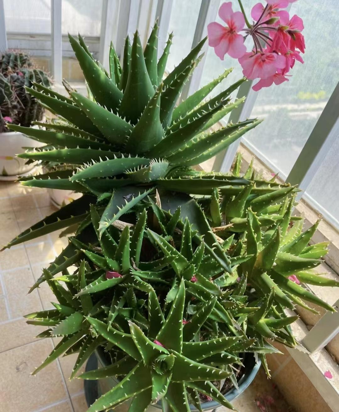 Người thông minh thích trồng 5 cây cảnh "thôi miên" này trong phòng ngủ, đảm bảo ngủ ngon, mơ đẹp - Ảnh 4.