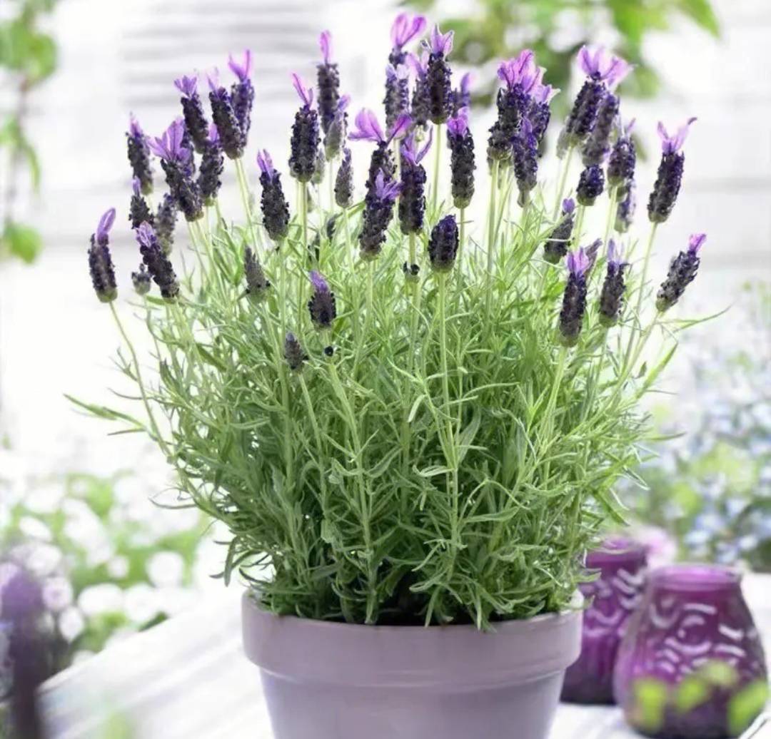 Người thông minh thích trồng 5 cây cảnh "thôi miên" này trong phòng ngủ, đảm bảo ngủ ngon, mơ đẹp - Ảnh 6.